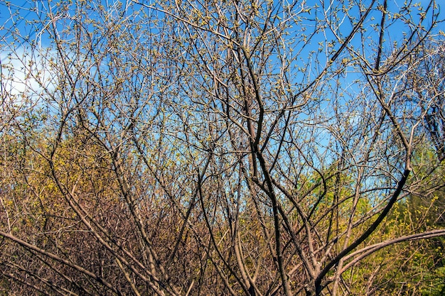 Zbliżenie pachnącego sumaku wiosną łacińska nazwa Rhus Aromatica Sumac rośnie w subtropikach