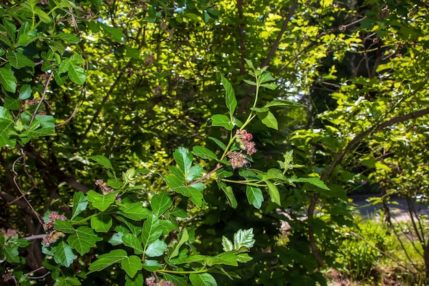 Zbliżenie pachnącego sumaku wiosną łacińska nazwa Rhus Aromatica Sumac rośnie w subtropikach