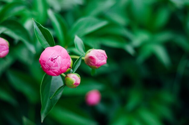 Zbliżenie pączkującej różowej piwonii Zielone naturalne tło Piękny bokeh