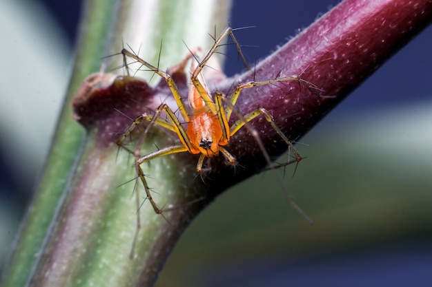 Zbliżenie: pająk na liściu