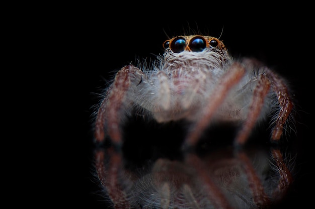 Zdjęcie zbliżenie pająka na czarnym tle