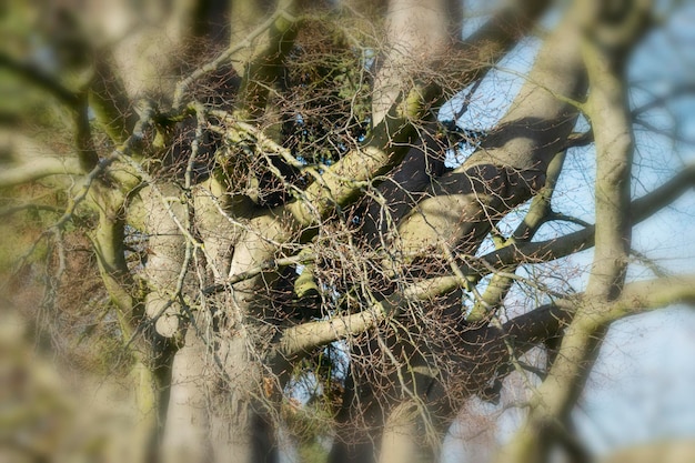 Zdjęcie zbliżenie pająka na drzewie