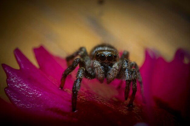 Zdjęcie zbliżenie pająka na kwiecie