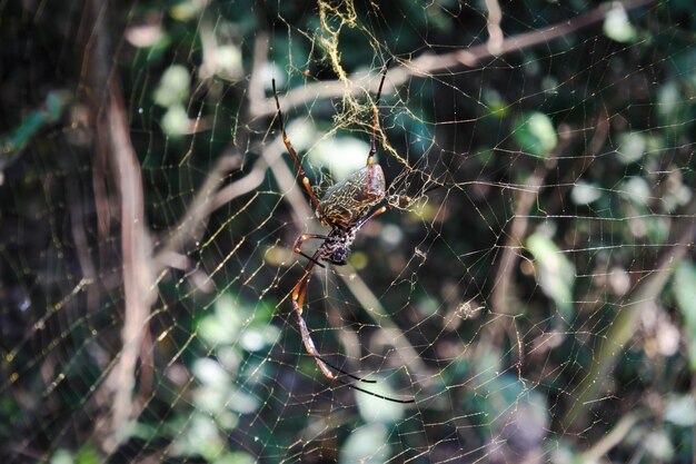 Zbliżenie pająka na sieci
