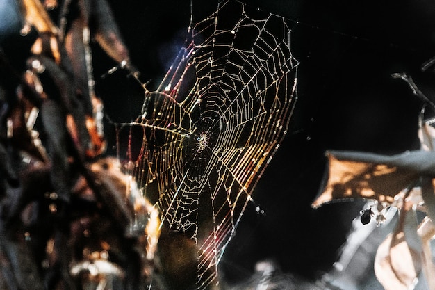 Zdjęcie zbliżenie pająka na sieci