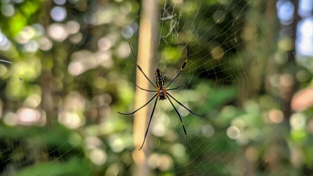 zbliżenie pająka Nephila pilipes to gatunek pająka internetowego złotej kuli