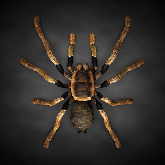 Zbliżenie pająka tarantuli. ilustracja 3d