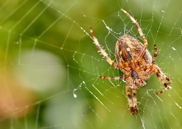 Zbliżenie pająka w sieci na rozmazanym tle liściastym Ośmionożny pająk tkacz z orzecha włoskiego co pajęczyna w przyrodzie otoczony zielonymi drzewami Okaz gatunku Nuctenea umbratica