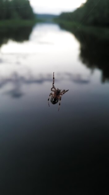 Zdjęcie zbliżenie pająka wiszącego na świeżym powietrzu