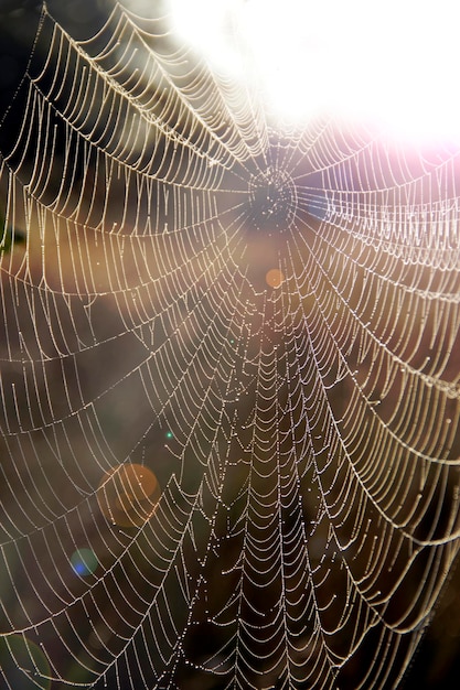 Zbliżenie pajęczej sieci z kroplami rosy o świcie Mokra trawa przed wschodem słońca Pajęcza sieć z kropelkami wody Dom pająka