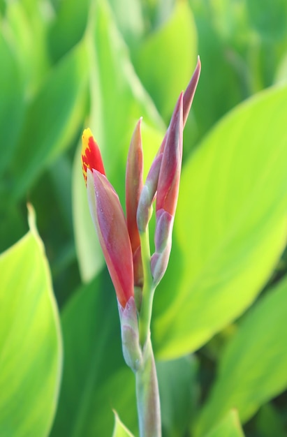 Zbliżenie pąków kwiatowych Canna Lily rosnących wśród zielonych liści