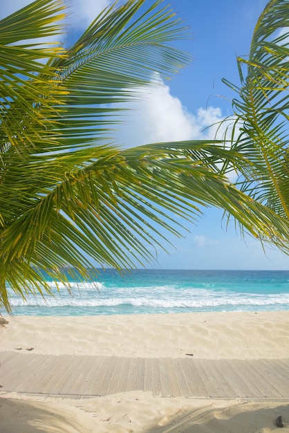Zbliżenie palm na plaży