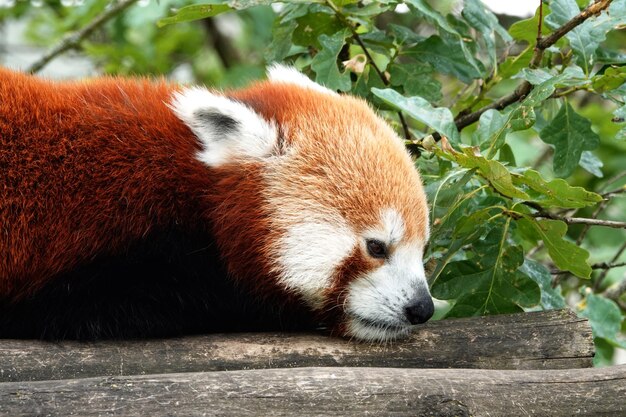 Zdjęcie zbliżenie pandy na drzewie w zoo