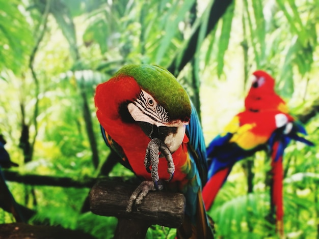 Zdjęcie zbliżenie papug siedzących na drzewie