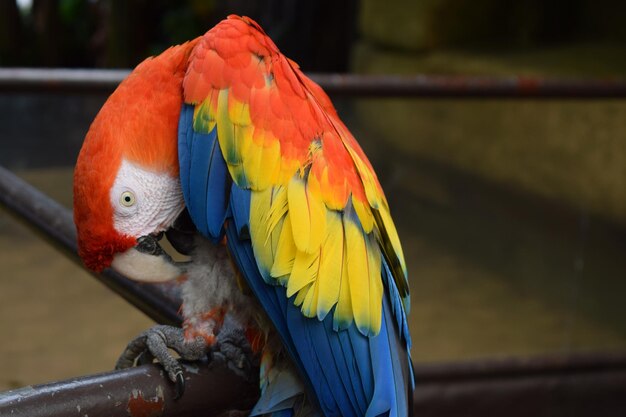 Zdjęcie zbliżenie papugi siedzącej na balustradzie