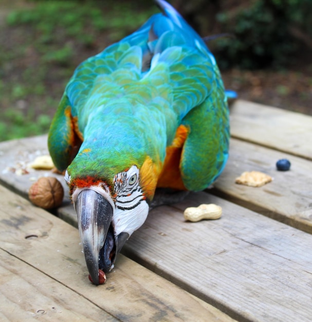 Zdjęcie zbliżenie papugi siedzącej na drewnie
