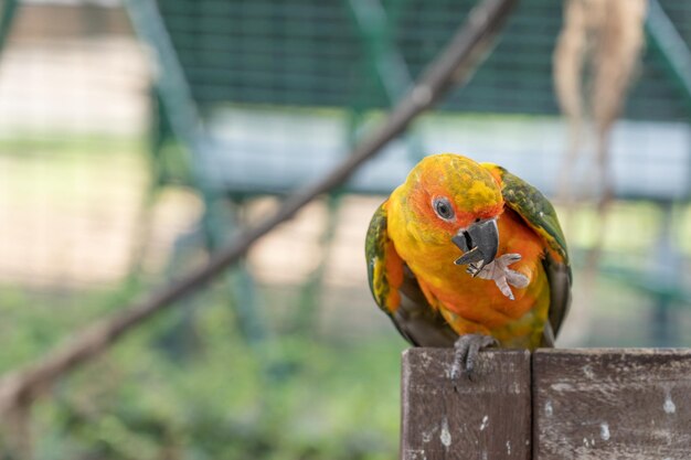 Zdjęcie zbliżenie papugi siedzącej na drewnie