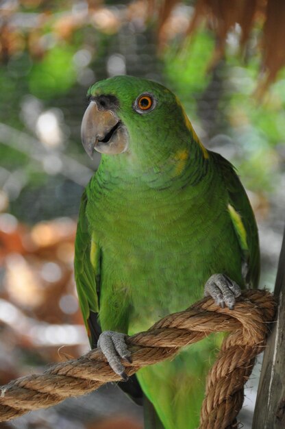 Zdjęcie zbliżenie papugi siedzącej na drzewie
