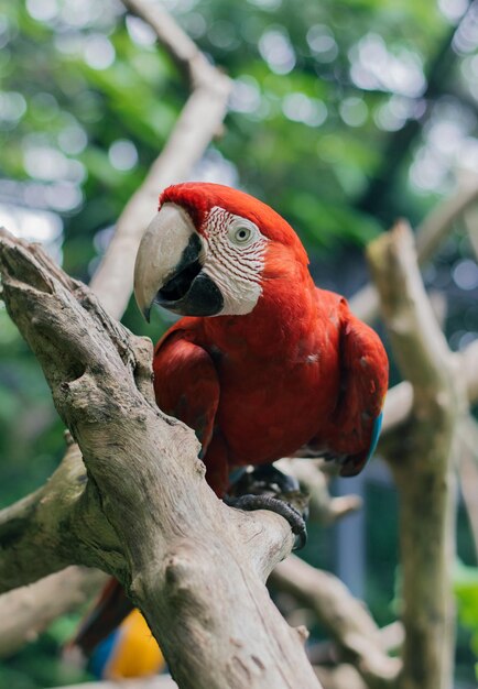 Zbliżenie papugi siedzącej na gałęzi