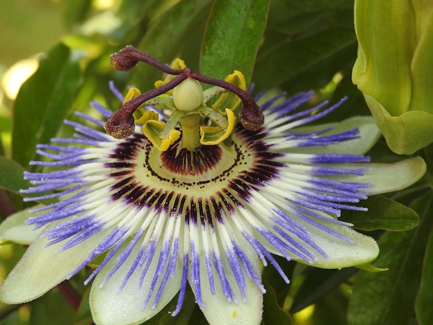 Zbliżenie: passiflora kwitnąca na zewnątrz