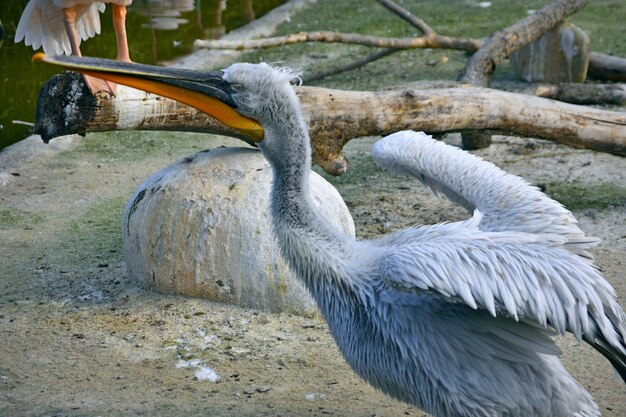 Zdjęcie zbliżenie pelikana
