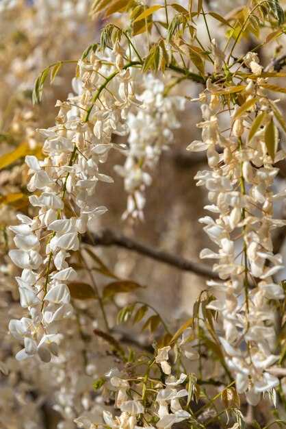 Zbliżenie pełny rozkwit białych kwiatów Wisteria kwitnących drzew wiosną