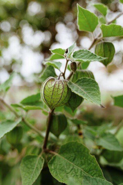 Zbliżenie physalis na roślinie