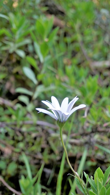 Zbliżenie piękne białe kwiaty Dimorphotheca pluvialis znany również jako Cape Rain Daisy Marigold Pogoda prorok White Namaqualand daisy itp