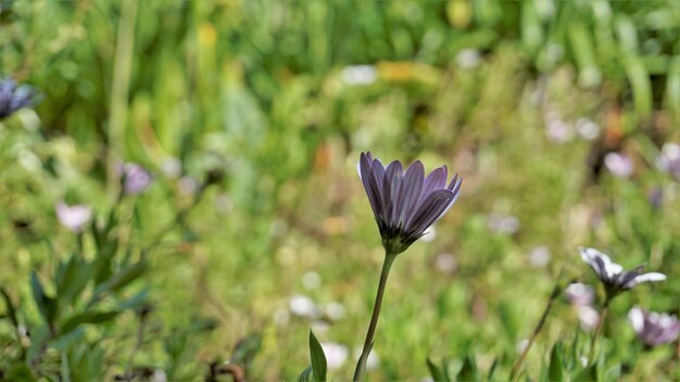 Zbliżenie piękne białe kwiaty Dimorphotheca pluvialis znany również jako Cape Rain Daisy Marigold Pogoda prorok White Namaqualand daisy itp