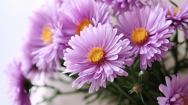 Zbliżenie piękne fioletowe kwiaty chryzantemy
