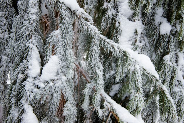Zbliżenie: piękne gładkie śnieżne gałęzie jodły pokryte śniegiem w okresie zimowym.