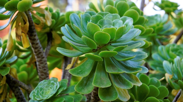 Zbliżenie pięknego arboreum Aeonium znanego również jako drzewo aeonium aenium irlandzkiej róży rojnik lub czarny książę