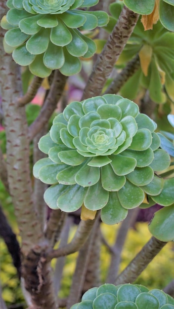 Zbliżenie pięknego arboreum Aeonium znanego również jako drzewo aeonium aenium irlandzkiej róży rojnik lub czarny książę