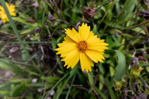 Zbliżenie pięknego kwiatu coreopsis w ogrodzie