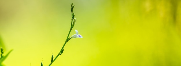 Zbliżenie pięknego mini białego i fioletowego kwiatu pod działaniem promieni słonecznych z kopią miejsca, używając jako tła zielonych roślin naturalnych krajobraz ekologia tapety strony koncepcji
