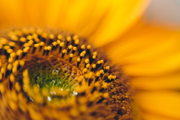 Zdjęcie zbliżenie pięknego słonecznika, abstrakcyjne tło naturalne, fotografia makro