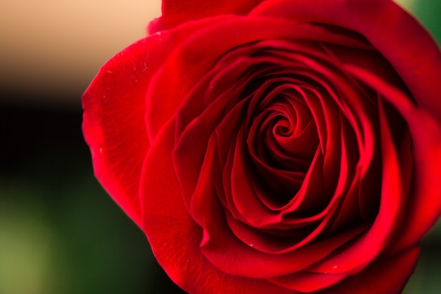 Zbliżenie pięknej ciemnej czerwonej róży. Zdjęcia makro