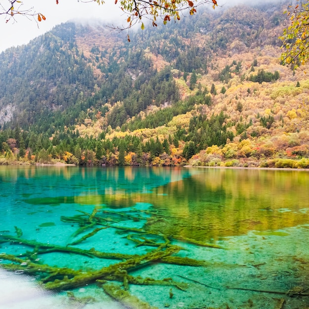 Zbliżenie pięknej jesieni w parku narodowym doliny jiuzhaigou