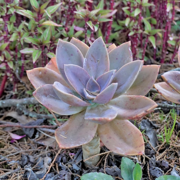 Zbliżenie pięknej ozdobnej rośliny doniczkowej Graptopetalum superbum