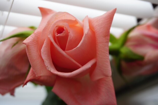 Zdjęcie zbliżenie pięknej różowej róży
