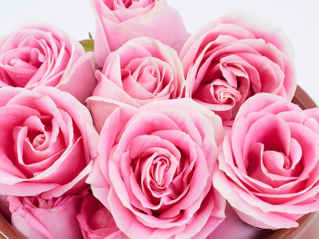 Zbliżenie piękni menchii róży kwiaty