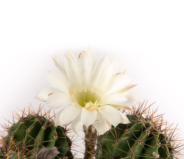 Zbliżenie piękny biały delikatny kwiat kaktusa i zielona ciernista ciernista roślina na białym tle