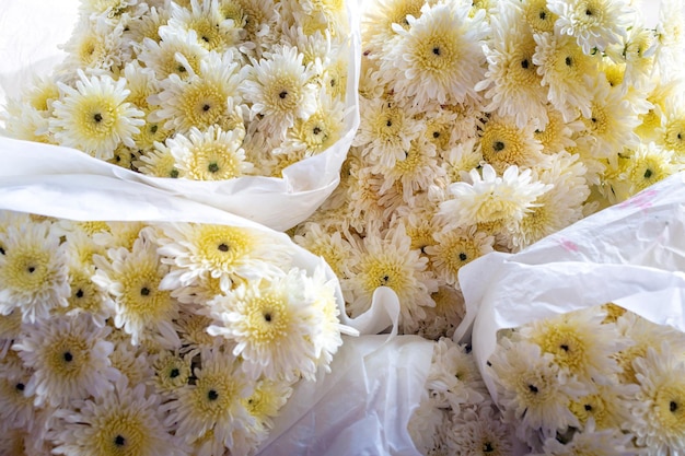 Zbliżenie piękny bukiet kwiatów białej chryzantemy