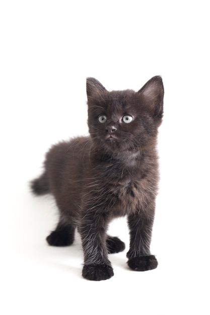 Zbliżenie: piękny czarny kot