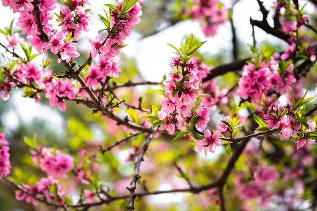 Zbliżenie Piękny Czereśniowy Okwitnięcie Lub Sakura Kwiat Na Natury Tle.