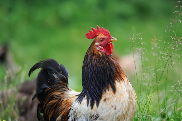 Zbliżenie piękny kogut na naturze