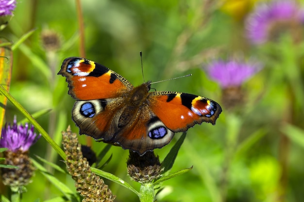 Zbliżenie Piękny Motyl Peacock Na Kwiatku