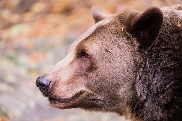 Zbliżenie piękny portret dużego niedźwiedzia brunatnego