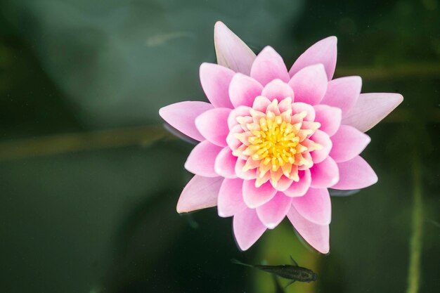 Zdjęcie zbliżenie piękny różowy lotosowy kwiat w stawowym tle