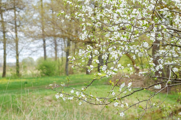Zbliżenie pięknych białych kwiatów drzewa owocowego Wiosenne tło z kwitnącym drzewem owocowym